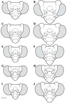 Image of Liturgusa trinidadensis Svenson & G. J. 2014