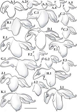 Image of Liturgusa trinidadensis Svenson & G. J. 2014