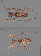 Image of Corticomantis