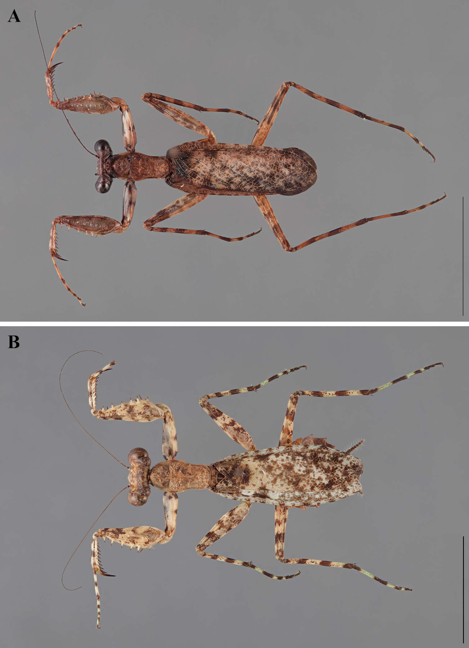 Image of Corticomantis