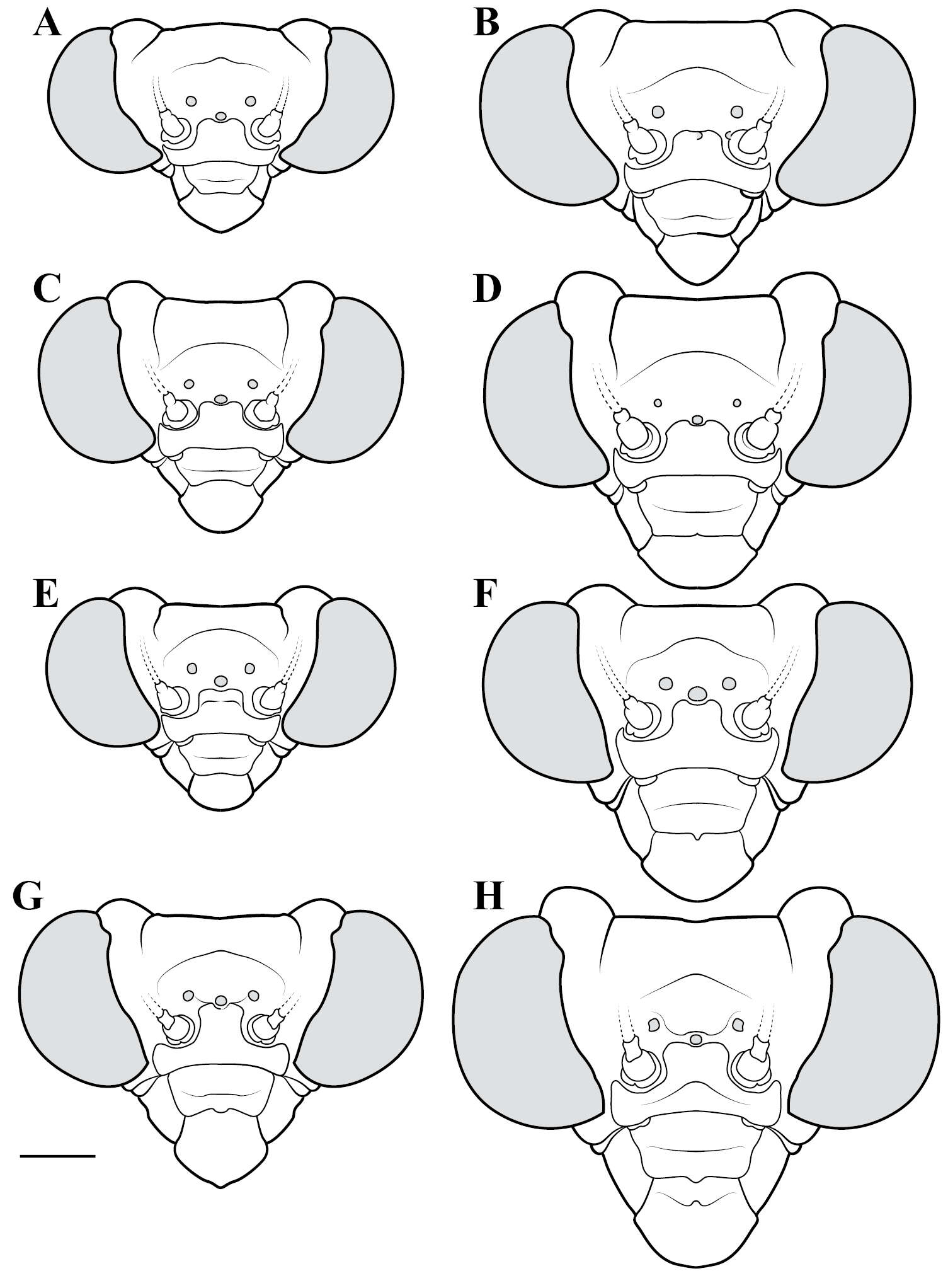 Image of Corticomantis