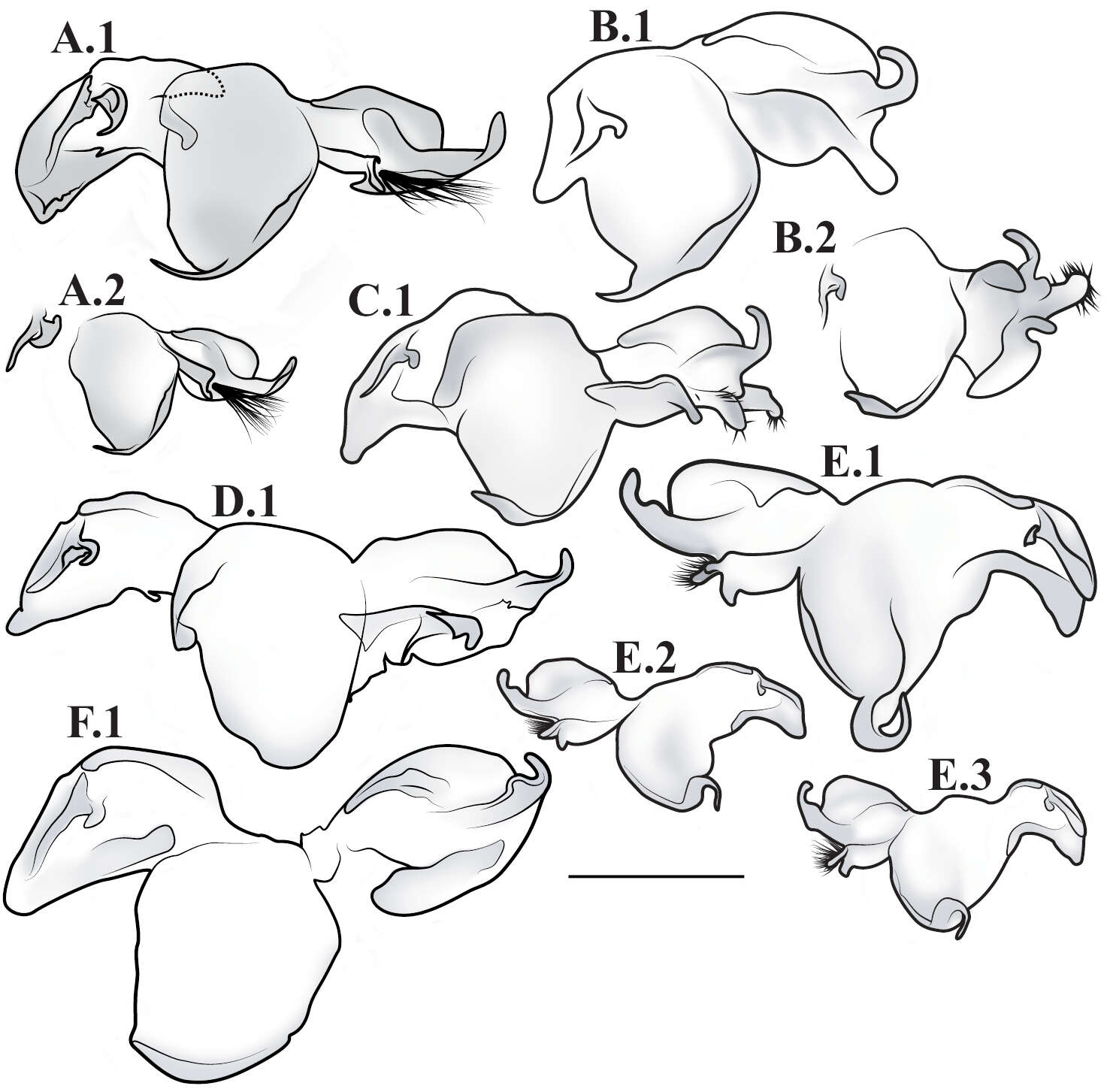 Image of Corticomantis