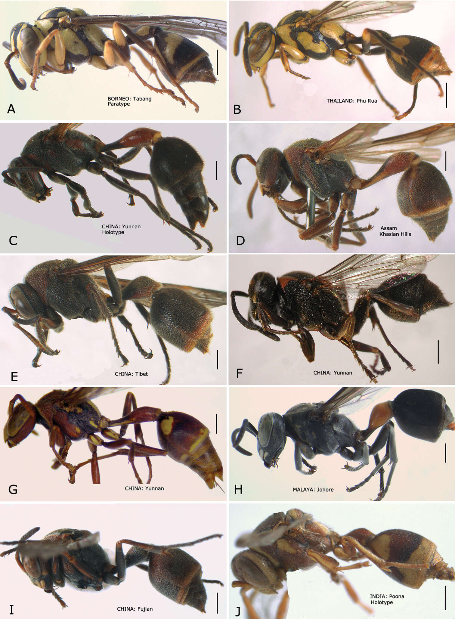 Sivun Ropalidia ornaticeps (Cameron 1900) kuva