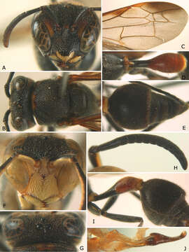 Image of Ropalidia parartifex Tan & van Achterberg