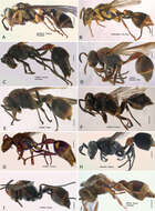 Sivun Ropalidia rufocollaris (Cameron 1900) kuva