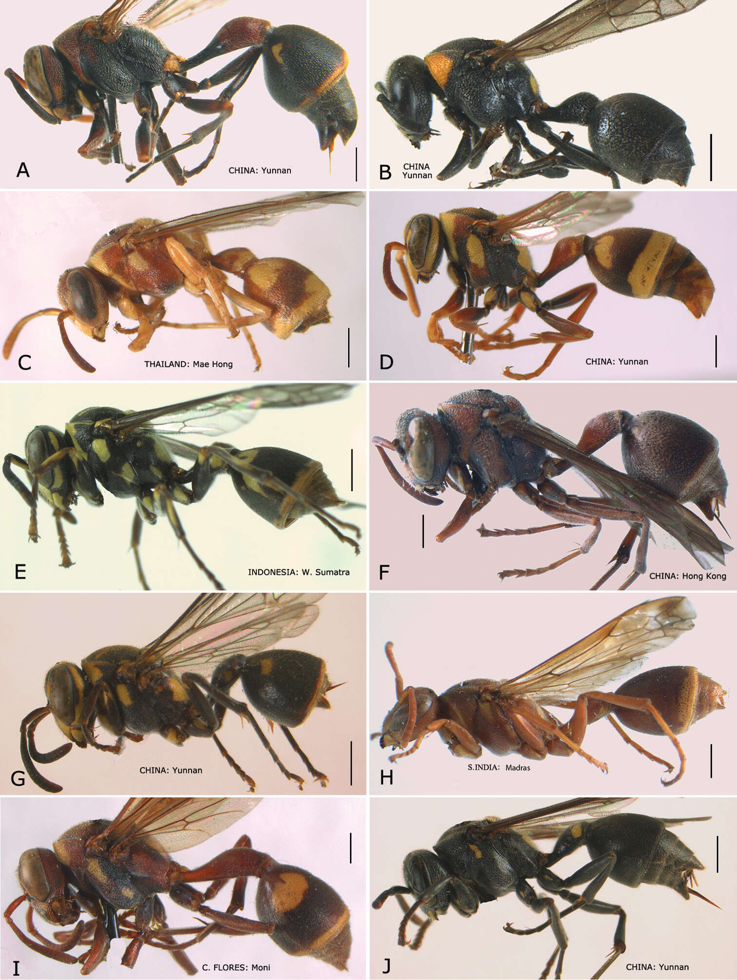 Sivun Ropalidia flavopicta (Smith 1857) kuva