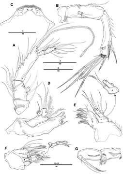 Image of Pentacletopsyllus Bang, Baguley & Moon 2014