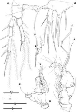 Image of Pentacletopsyllus Bang, Baguley & Moon 2014