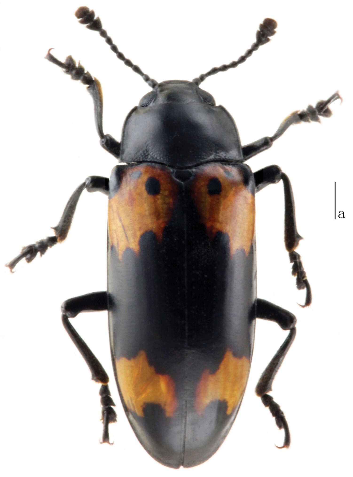 Image of Micrencaustes (Mimencaustes) biomaculata Meng, Ren & Li 2014