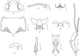 Image of Micrencaustes (Mimencaustes) biomaculata Meng, Ren & Li 2014