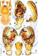 Alaria navicularis Lin, Li & Jäger 2014的圖片