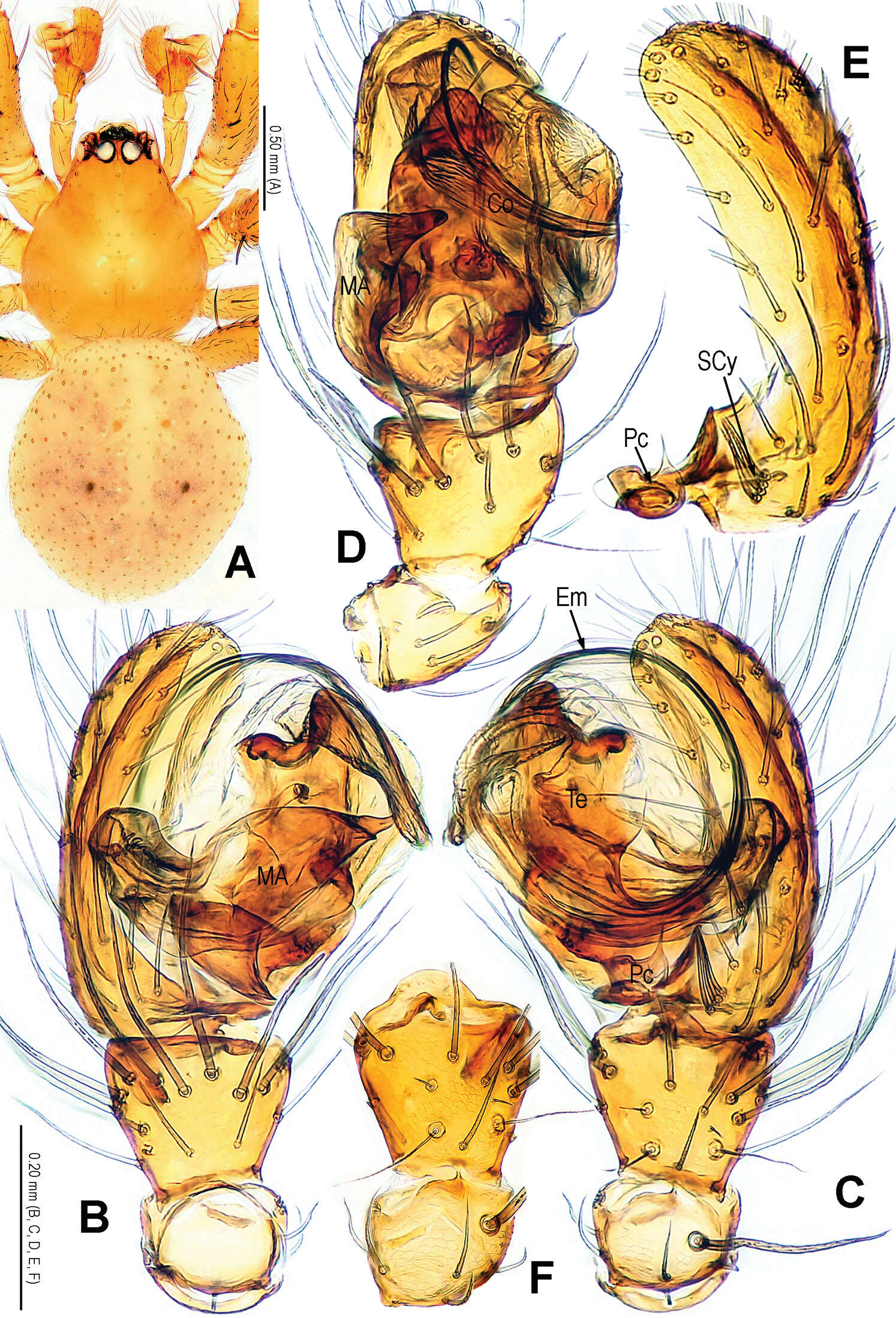 Alaria navicularis Lin, Li & Jäger 2014的圖片