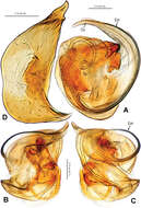 Alaria navicularis Lin, Li & Jäger 2014的圖片