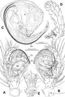 Alaria navicularis Lin, Li & Jäger 2014的圖片