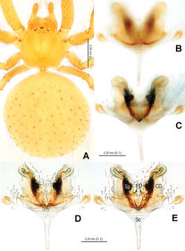 Image of Chthonopes