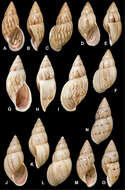 Image of <i>Bulimulus dacostae</i> Sowerby Iii 1892