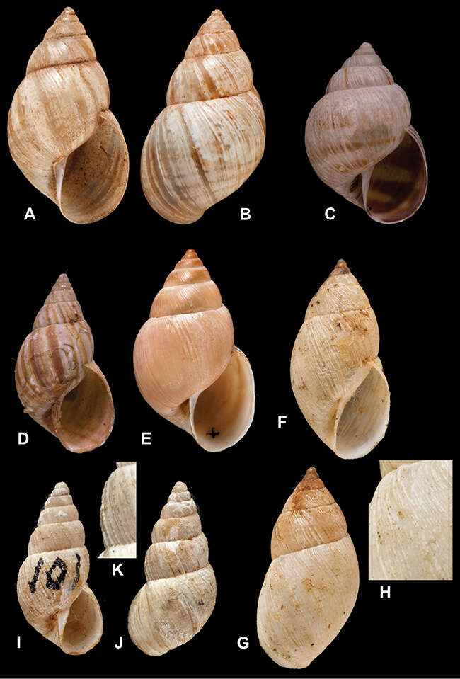 Image of Bostryx Troschel 1847