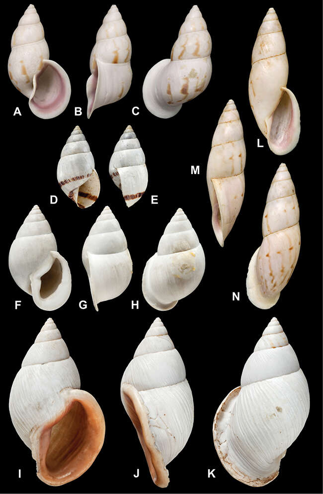 <i>Bulimus dombeyanus</i> Pfeiffer 1846 resmi