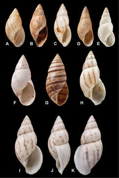 Sivun Hydrobia W. Hartmann 1821 kuva