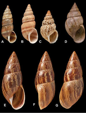 صورة Bulinidae