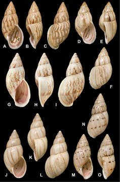 Image of <i>Drymaeus exoticus</i> da Costa 1901