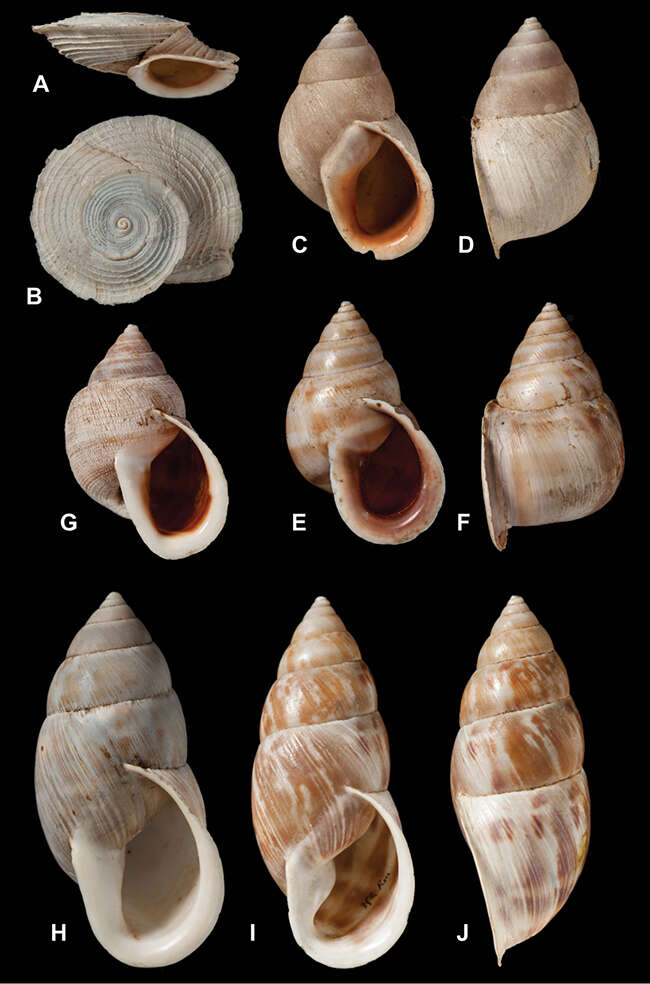 Image of Orthalicidae