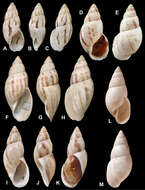 Image of Testacelloidea Gray 1840