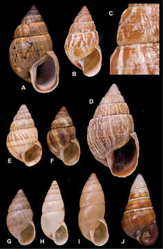 Слика од <i>Bulimus incrassatus</i> L. Pfeiffer 1854