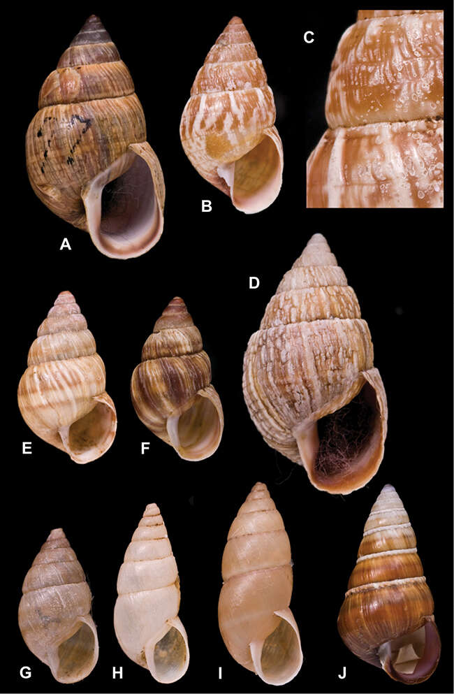 Imagem de <i>Bulimus incrassatus</i> L. Pfeiffer 1854