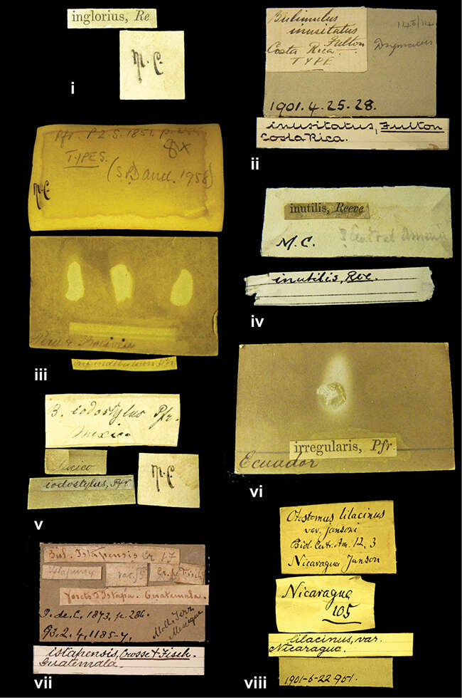 Image of <i>Bulimus iodostylus</i> L. Pfeiffer 1861