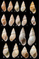 Image of <i>Bulimus jonasi</i> L. Pfeiffer 1846