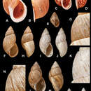 Image of <i>Bulimus jussieui</i> L. Pfeiffer 1846