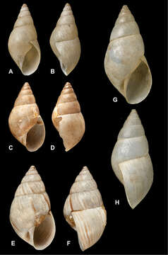 Bulimulus Leach 1814 resmi