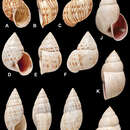 صورة <i>Bulimus altoperuvianus</i> Reeve 1849