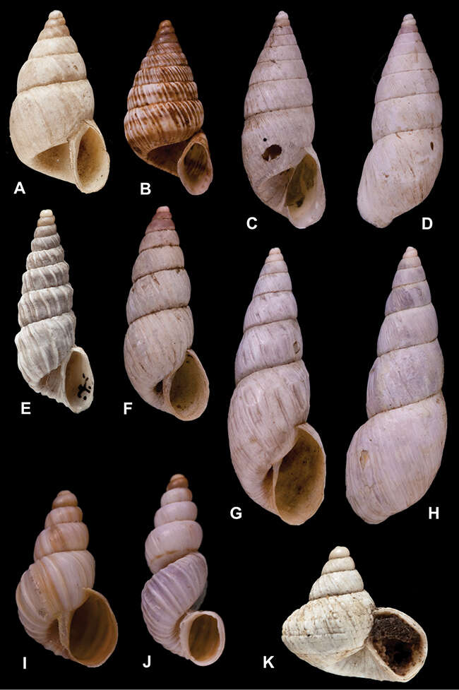 <i>Bulimus lesueureanus</i> Morelet 1860 resmi