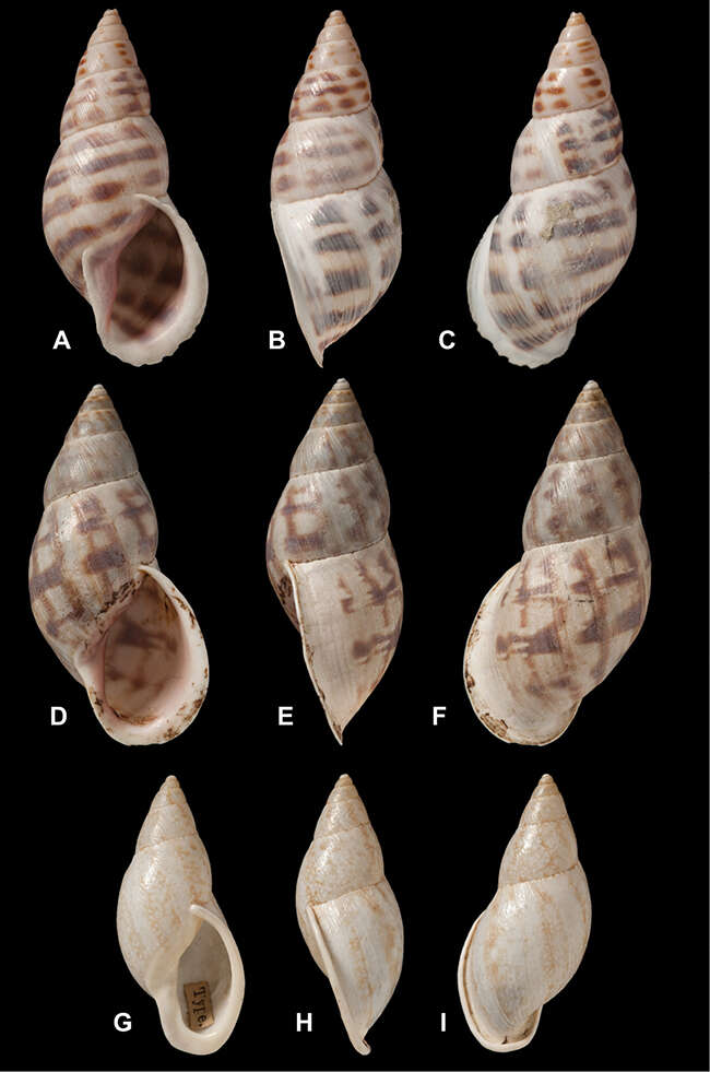 <i>Bulimus lilacinus</i> Reeve 1849 resmi