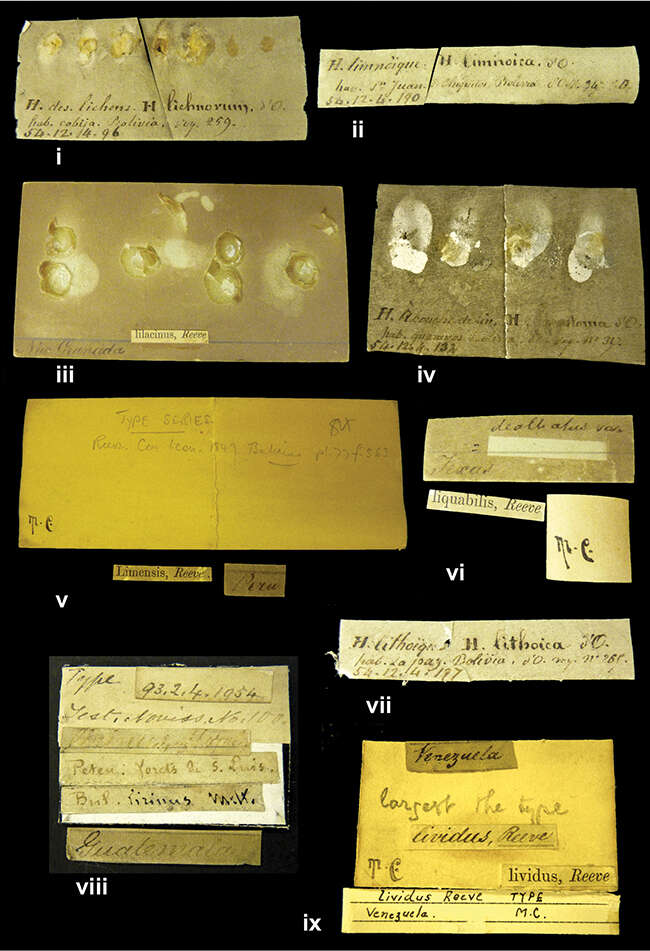 <i>Bulimus lilacinus</i> Reeve 1849 resmi