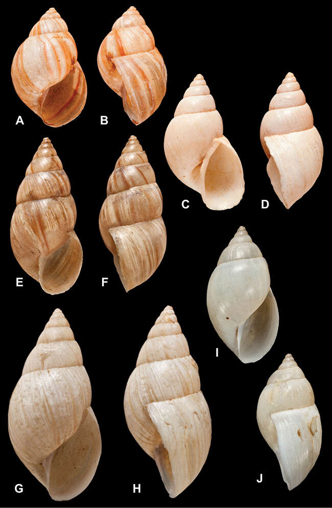 Image of <i>Bulimus montevidensis</i> Pfeiffer 1846