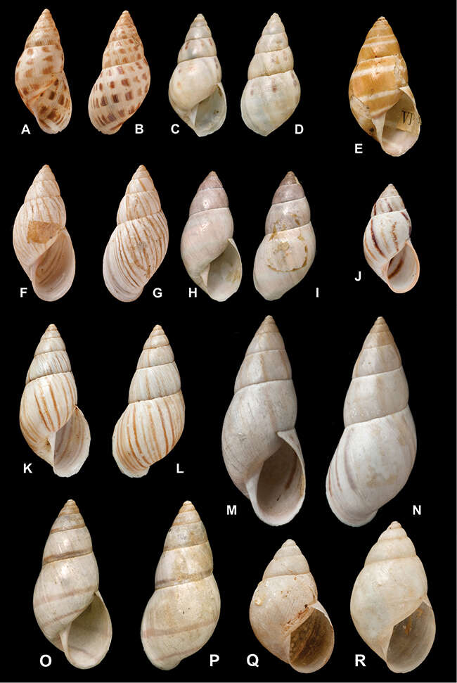 Image of <i>Bulimus muliebris</i> Reeve 1849