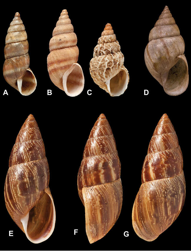 Image of Naesiotus munsterii (d'Orbigny 1837)