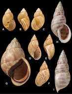 Image of Stenostylus Pilsbry 1898