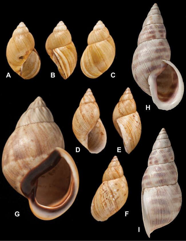 Image of Stenostylus Pilsbry 1898