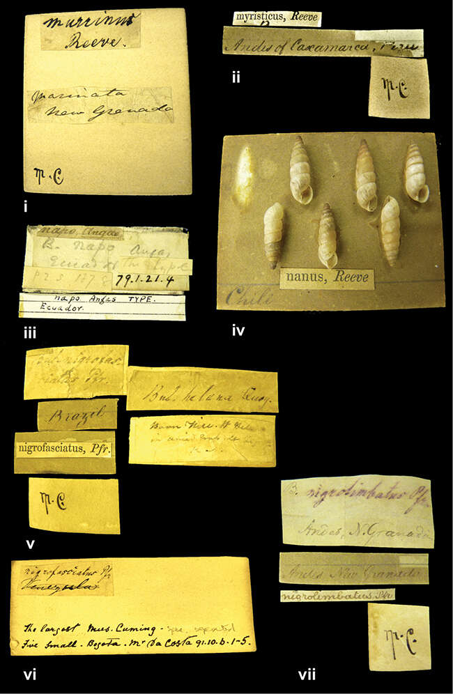 Image of Stenostylus Pilsbry 1898