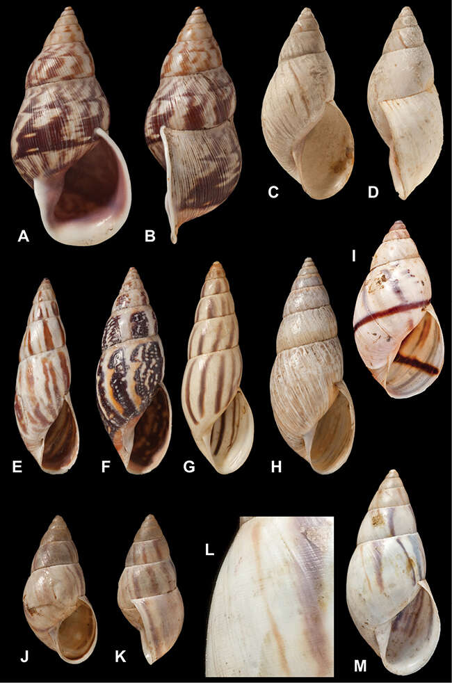 Image of <i>Bulimulus nubilus</i> Preston 1903