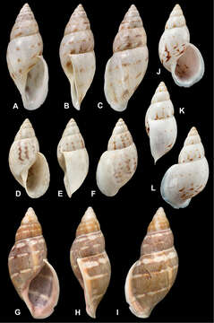 Image of <i>Bulimus ochrocheilus</i> E. A. Smith 1877