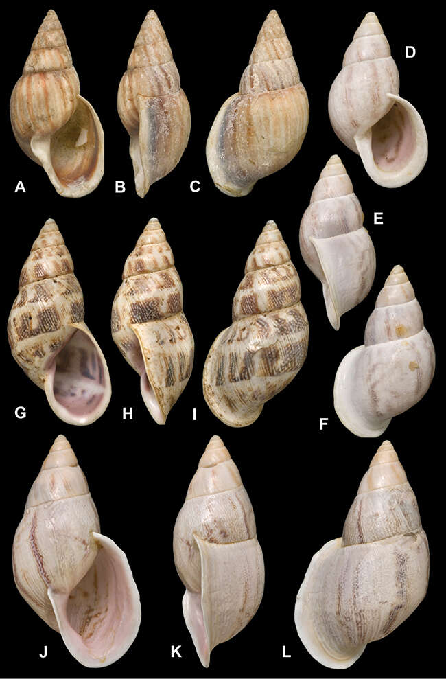 Image of <i>Bulimus antioquensis</i> L. Pfeiffer 1855