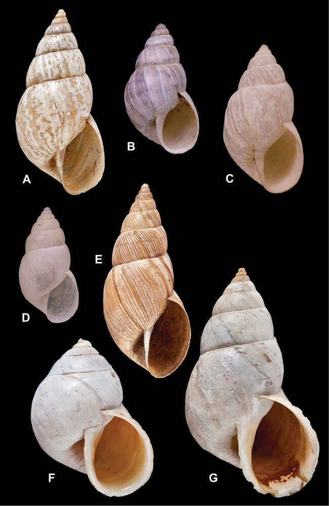 Image of <i>Bulimus papillatus</i> Morelet 1860