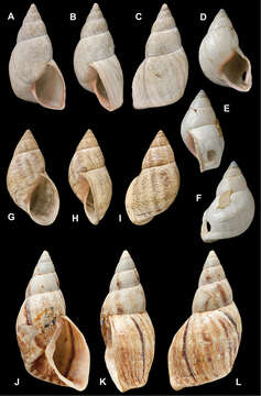 Image of <i>Bulimus abscissus</i> L. Pfeiffer 1855