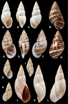 Image de Drymaeus poecilus (d'Orbigny 1835)