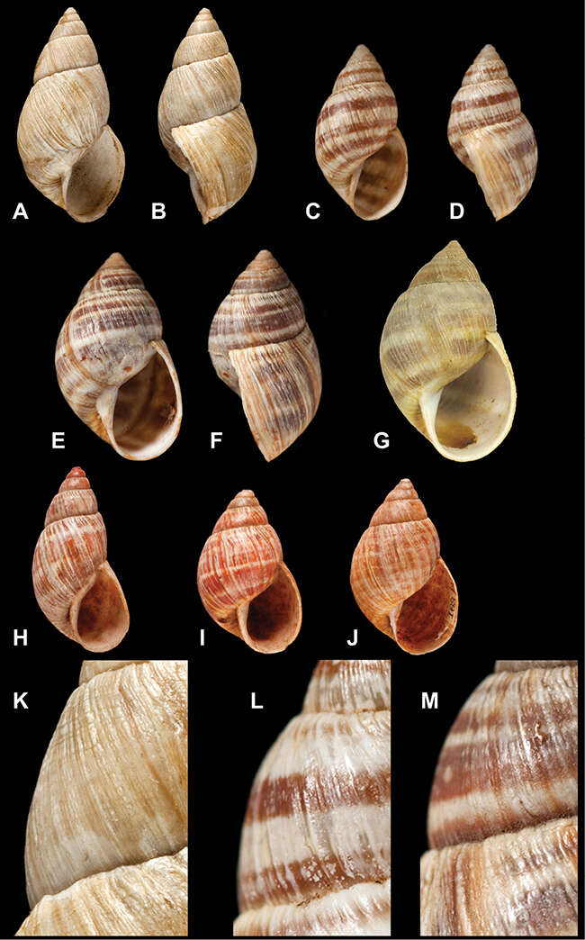 Image of <i>Helix polymorpha</i> d'Orbigny 1835